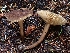  (Lactarius fallax - FDS-CA-07122)  @11 [ ] by (2024) Mandy Hackney Fungal Diversity Survey