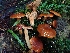  ( - FDS-CA-07102)  @11 [ ] by (2024) Mandy Hackney Fungal Diversity Survey