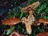  ( - FDS-CA-07102)  @11 [ ] by (2024) Mandy Hackney Fungal Diversity Survey
