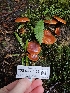  ( - FDS-CA-07102)  @11 [ ] by (2024) Mandy Hackney Fungal Diversity Survey