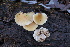  (Crepidotus fraxinicola - FDS-CA-07561)  @11 [ ] c (2024) Marinna Grijalva Fungal Diversity Survey