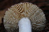  ( - FDS-CA-07563)  @11 [ ] c (2024) Marinna Grijalva Fungal Diversity Survey
