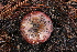  (Russula sp. CA27 - FDS-CA-07563)  @11 [ ] c (2024) Marinna Grijalva Fungal Diversity Survey