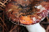  ( - FDS-CA-07563)  @11 [ ] c (2024) Marinna Grijalva Fungal Diversity Survey