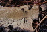  ( - FDS-CA-07564)  @11 [ ] c (2024) Marinna Grijalva Fungal Diversity Survey