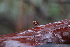  ( - FDS-CA-07564)  @11 [ ] c (2024) Marinna Grijalva Fungal Diversity Survey