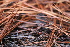  ( - FDS-CA-07564)  @11 [ ] c (2024) Marinna Grijalva Fungal Diversity Survey