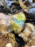  ( - FDS-CA-08478)  @11 [ ] by-nc (2024) Dean Lyons Fungal Diversity Survey