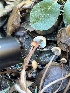  ( - FDS-CA-07490)  @11 [ ] by-nc (2024) Dean Lyons Fungal Diversity Survey