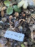  ( - FDS-CA-07490)  @11 [ ] by-nc (2024) Dean Lyons Fungal Diversity Survey