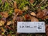 (Pholiotina sp. CA03 - FDS-CA-08368)  @11 [ ] by-nc (2024) Fresno Mycology Society Fungal Diversity Survey