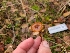  ( - FDS-CA-08368)  @11 [ ] by-nc (2024) Fresno Mycology Society Fungal Diversity Survey