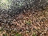  ( - FDS-CA-08368)  @11 [ ] by-nc (2024) Fresno Mycology Society Fungal Diversity Survey