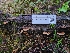  ( - FDS-CA-08371)  @11 [ ] by-nc (2024) Fresno Mycology Society Fungal Diversity Survey
