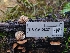  ( - FDS-CA-08371)  @11 [ ] by-nc (2024) Fresno Mycology Society Fungal Diversity Survey