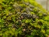  ( - FDS-CA-08380)  @11 [ ] by-nc (2024) Fresno Mycology Society Fungal Diversity Survey