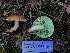  ( - FDS-CA-08379)  @11 [ ] by-nc (2024) Fresno Mycology Society Fungal Diversity Survey