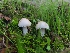  ( - FDS-CA-08388)  @11 [ ] by-nc (2024) Fresno Mycology Society Fungal Diversity Survey