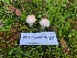  ( - FDS-CA-08388)  @11 [ ] by-nc (2024) Fresno Mycology Society Fungal Diversity Survey