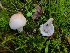  ( - FDS-CA-08388)  @11 [ ] by-nc (2024) Fresno Mycology Society Fungal Diversity Survey