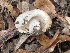  ( - FDS-CA-08490)  @11 [ ] by-nc (2024) Dean Lyons Fungal Diversity Survey