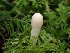  ( - FDS-CA-07159)  @11 [ ] by (2024) Mandy Hackney Fungal Diversity Survey