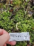  ( - FDS-CA-07159)  @11 [ ] by (2024) Mandy Hackney Fungal Diversity Survey