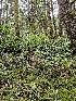  ( - FDS-CA-07159)  @11 [ ] by (2024) Mandy Hackney Fungal Diversity Survey