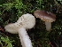  ( - FDS-CA-07158)  @11 [ ] by (2024) Mandy Hackney Fungal Diversity Survey