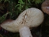  ( - FDS-CA-07158)  @11 [ ] by (2024) Mandy Hackney Fungal Diversity Survey
