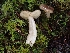  ( - FDS-CA-07158)  @11 [ ] by (2024) Mandy Hackney Fungal Diversity Survey