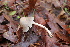 ( - FDS-CA-08704)  @11 [ ] c (2024) Marinna Grijalva Fungal Diversity Survey