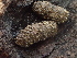  (Sordariaceae - FDS-CA-08149)  @11 [ ] by-nc (2024) Damon Tighe Fungal Diversity Survey