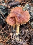  ( - FDS-CA-08401)  @11 [ ] by-nc (2024) Dean Lyons Fungal Diversity Survey