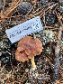  ( - FDS-CA-08401)  @11 [ ] by-nc (2024) Dean Lyons Fungal Diversity Survey