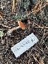  ( - FDS-CA-08543)  @11 [ ] by-nc (2024) Dean Lyons Fungal Diversity Survey