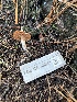  ( - FDS-CA-08543)  @11 [ ] by-nc (2024) Dean Lyons Fungal Diversity Survey