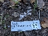  (Pachyphlodes virescens - FDS-CA-06970)  @11 [ ] by-nc (2024) Stu Pickell Fungal Diversity Survey