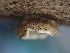  ( - FDS-CA-08408)  @11 [ ] by-nc (2025) Dean Lyons Fungal Diversity Survey