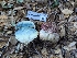  ( - FDS-CA-06976)  @11 [ ] by-nc (2024) Stu Pickell Fungal Diversity Survey