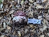  ( - FDS-CA-06976)  @11 [ ] by-nc (2024) Stu Pickell Fungal Diversity Survey