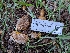  ( - FDS-CA-06986)  @11 [ ] by-nc (2024) Stu Pickell Fungal Diversity Survey