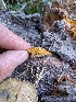  ( - FDS-CA-06986)  @11 [ ] by-nc (2024) Stu Pickell Fungal Diversity Survey