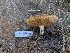 ( - FDS-CA-06995)  @11 [ ] by-nc (2024) Stu Pickell Fungal Diversity Survey