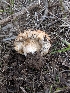  ( - FDS-CA-06999)  @11 [ ] by-nc (2024) Stu Pickell Fungal Diversity Survey