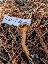  (Chroogomphus sp. ochraceus-PNW03 - FDS-CA-07205)  @11 [ ] by-nc (2024) Stu Pickell Fungal Diversity Survey