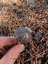  ( - FDS-CA-07205)  @11 [ ] by-nc (2024) Stu Pickell Fungal Diversity Survey