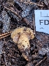  ( - FDS-CA-07209)  @11 [ ] by-nc (2024) Stu Pickell Fungal Diversity Survey