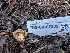  ( - FDS-CA-07209)  @11 [ ] by-nc (2024) Stu Pickell Fungal Diversity Survey