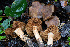  ( - FDS-CA-08478)  @11 [ ] by-nc (2024) Dean Lyons Fungal Diversity Survey